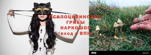 PSILOCYBIN Бородино